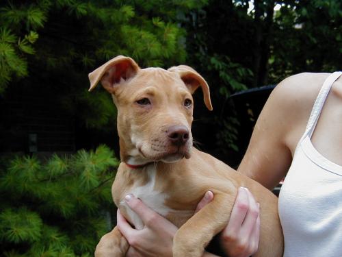 the target dog breed. Breed specific bans fail to