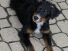 Dreyfus2