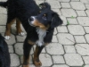 Dreyfus3