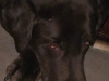 Goliath2
