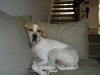 Jessie_Pointer1