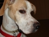 Jessie_Pointer2