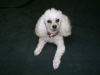 Max_toypoodle1