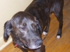 Murphy2