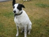 Rascal2