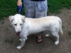 Samson2