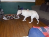 Samson3