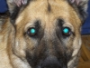 Sheeba1