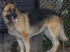 Sheeba2