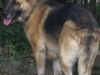 Sheeba3
