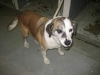 beaglemix_aug1