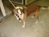 beaglemix_aug2