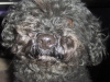 Leo_face1