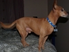 Pete8