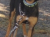 Rascal2