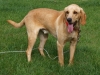 Tucker1
