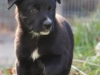 Blackie1
