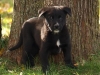 Blackie2