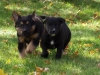 Blackie3