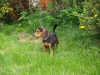 Daisy-May3