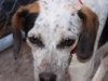 Daisy3