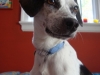 Daisy4