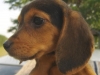Dixie-Lyn1
