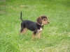 Dixie-Lyn2