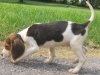 Duke3