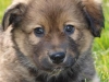 Fuzzy1