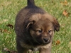 Fuzzy2
