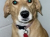 Heidi1
