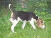 Jester2