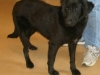 Abby1