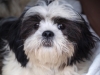 Bandit1