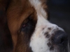 Brutus1
