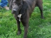 Buddy1
