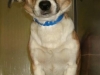 Carson1