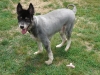 Diesel3