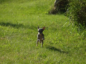 This is just one of the cutest series of running shots - too cute