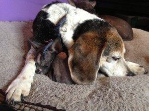 Blue snuggles under Otis' ear