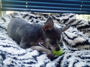 Chillin' in the bay window with his ball :)