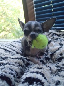 He loves his tiny tennis balls