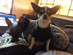 Keeping warm with Mr. Reese the Xolo.  Hanging out on the fuzzy blankey on foster moms lap