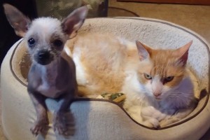 Quinn chilling in the bed with her kitty friend, Austin