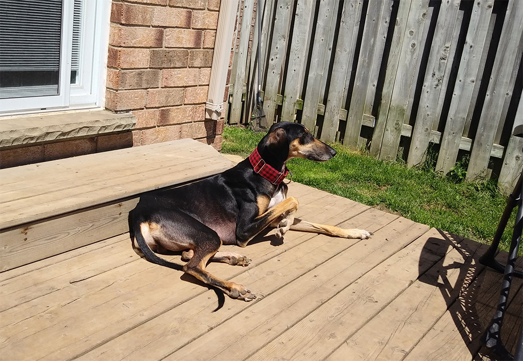 Saluki rescue cheap