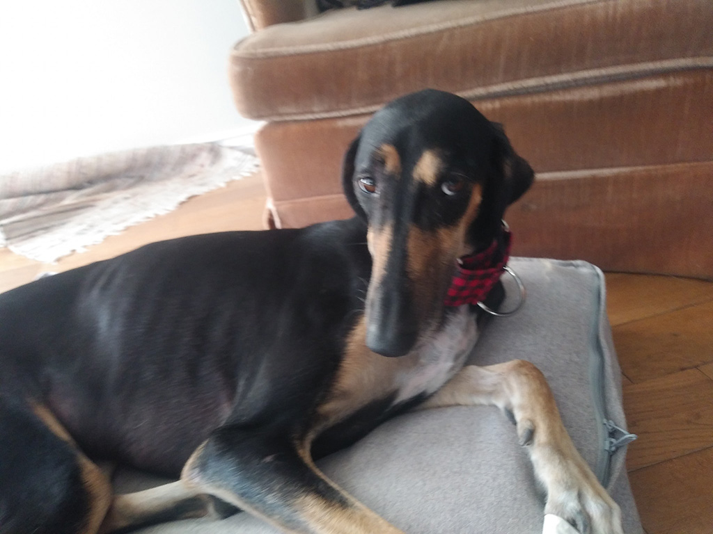 Saluki rescue cheap
