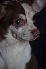 5-Red---Chihuahua---ADOPTED